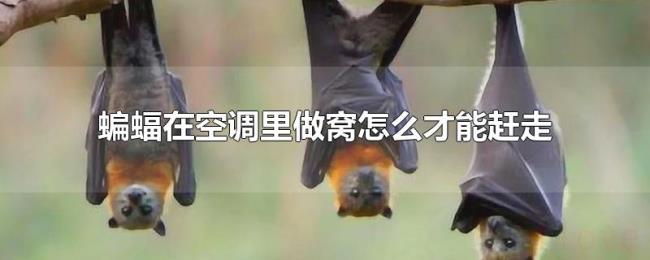 蝙蝠在空调里做窝怎么才能赶走 蝙蝠在空调里做窝怎么才能赶走
