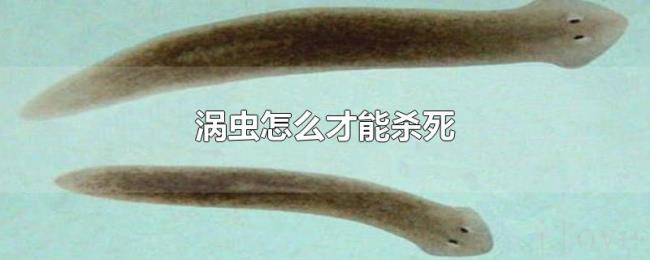 涡虫怎么才能杀死 涡虫怎么才能杀死