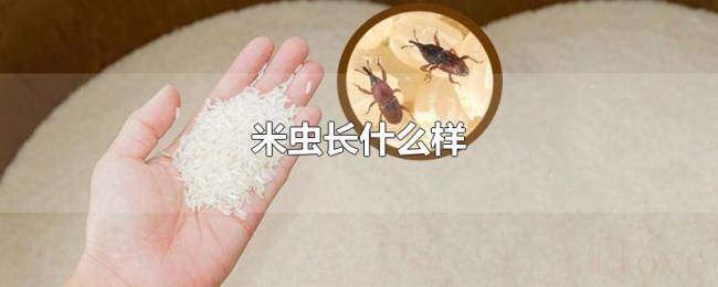 米虫长什么样 米虫长什么样
