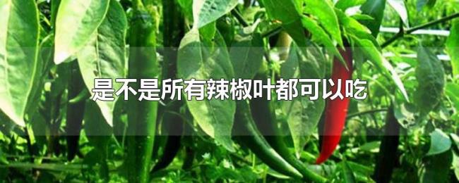 是不是所有辣椒叶都可以吃