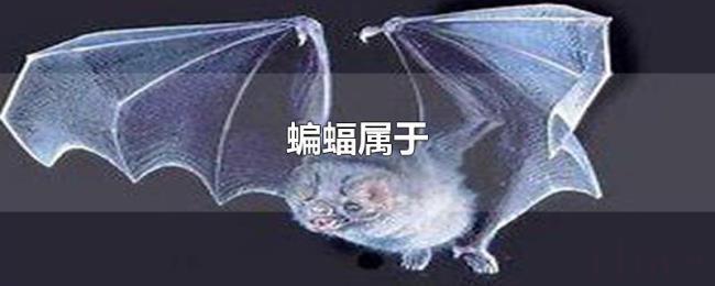 蝙蝠属于 蝙蝠属于