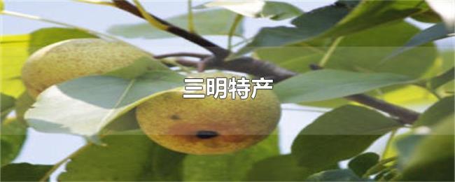 三明特产
