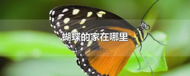 蝴蝶的家在哪里 蝴蝶的家在哪里