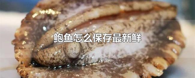 鲍鱼怎么保存最新鲜