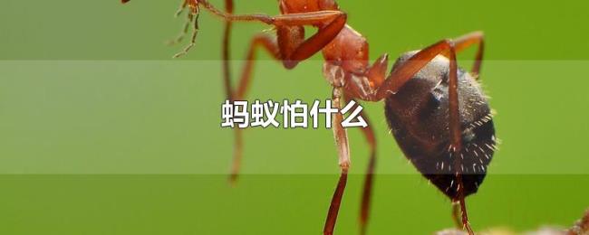 蚂蚁怕什么