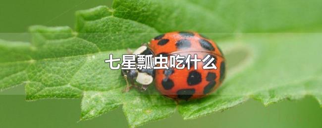 七星瓢虫吃什么 七星瓢虫吃什么