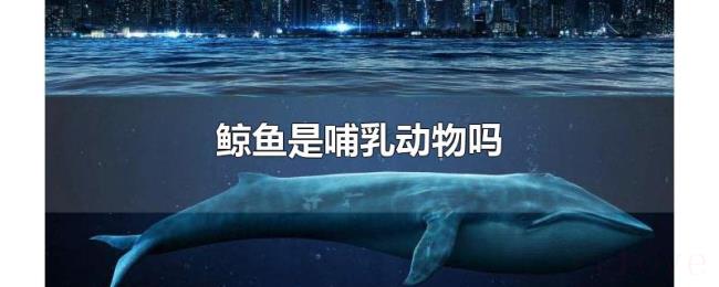 鲸鱼是哺乳动物吗