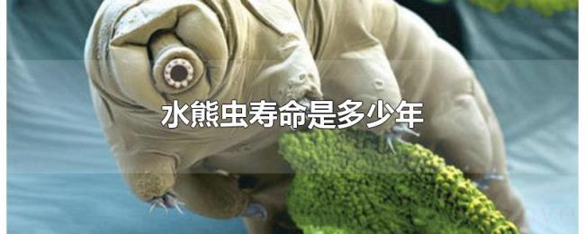 水熊虫寿命是多少年 水熊虫寿命是多少年
