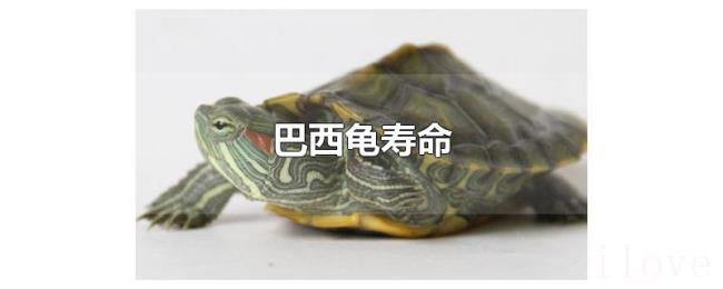 巴西龟寿命 巴西龟寿命
