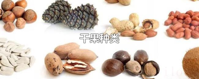 干果种类