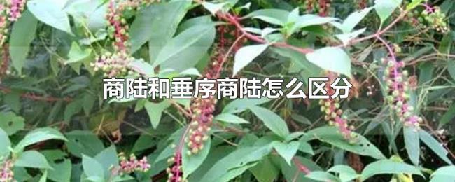 商陆和垂序商陆怎么区分 商陆和垂序商陆怎么区分
