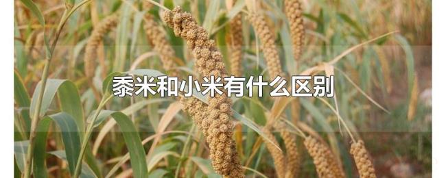 黍米和小米有什么区别 黍米和小米有什么区别