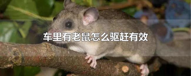 车里有老鼠怎么驱赶有效 车里有老鼠怎么驱赶有效