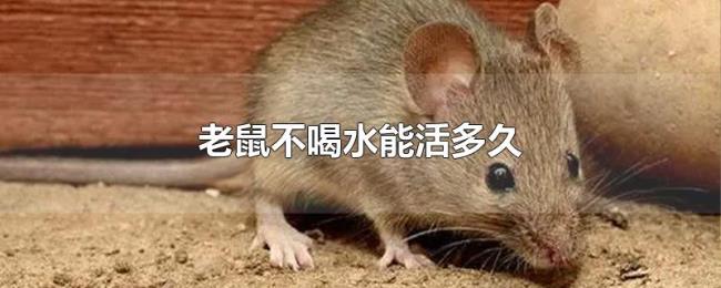老鼠不喝水能活多久 老鼠不喝水能活多久