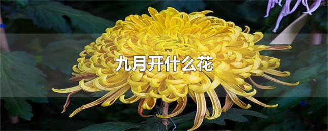 九月开什么花