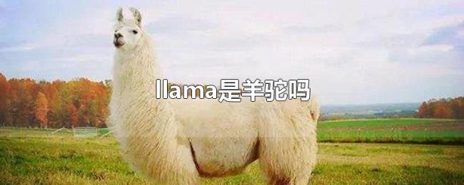 llama是羊驼吗 llama是羊驼吗
