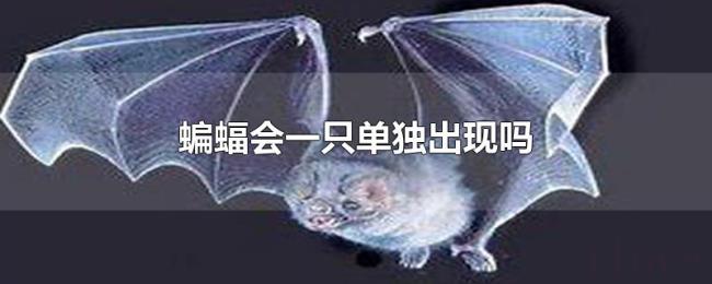 蝙蝠会一只单独出现吗 蝙蝠会一只单独出现吗