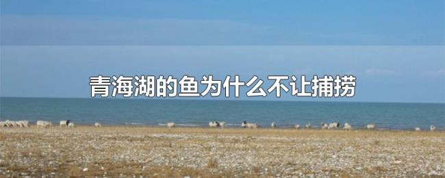 青海湖的鱼为什么不让捕捞 青海湖的鱼为什么不让捕捞