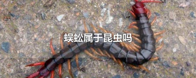 蜈蚣属于昆虫吗