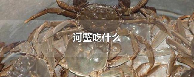 河蟹吃什么