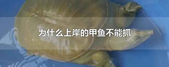 为什么上岸的甲鱼不能抓 为什么上岸的甲鱼不能抓