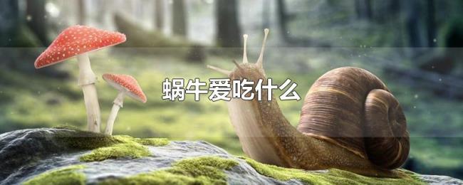 蜗牛爱吃什么 蜗牛爱吃什么