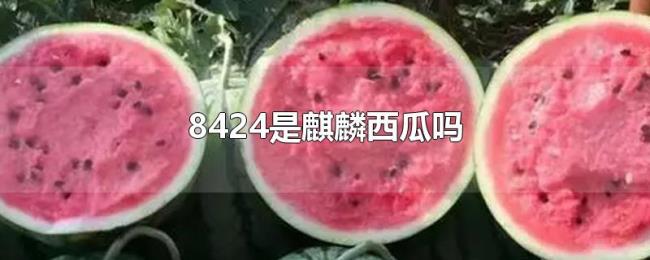 8424是麒麟西瓜吗 8424是麒麟西瓜吗