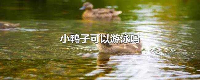 小鸭子可以游泳吗 小鸭子可以游泳吗