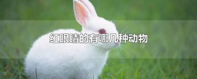 红眼睛的有哪几种动物