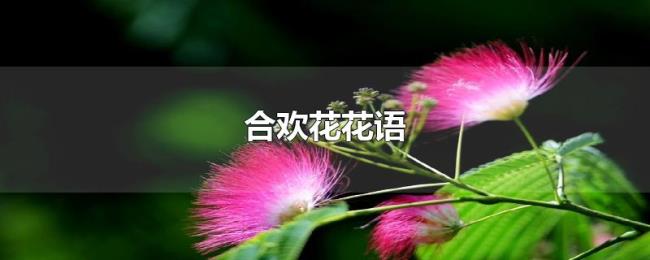 合欢花花语 合欢花花语
