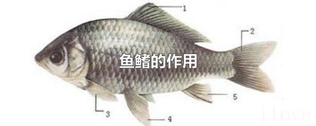 鱼鳍的作用 鱼鳍的作用
