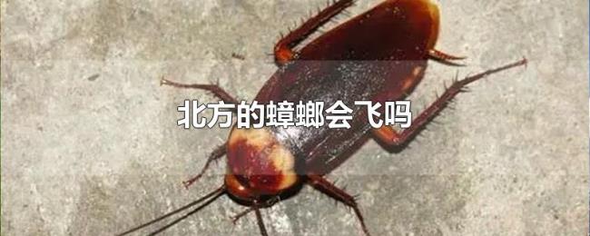 北方的蟑螂会飞吗 北方的蟑螂会飞吗