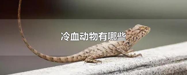 冷血动物有哪些