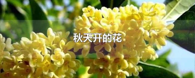 秋天开的花