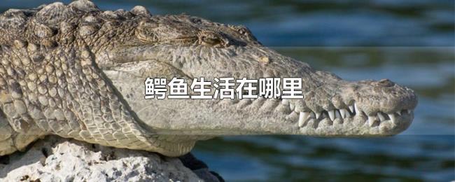 鳄鱼生活在哪里 鳄鱼生活在哪里