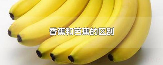 香蕉和芭蕉的区别