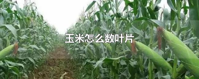 玉米怎么数叶片 玉米怎么数叶片