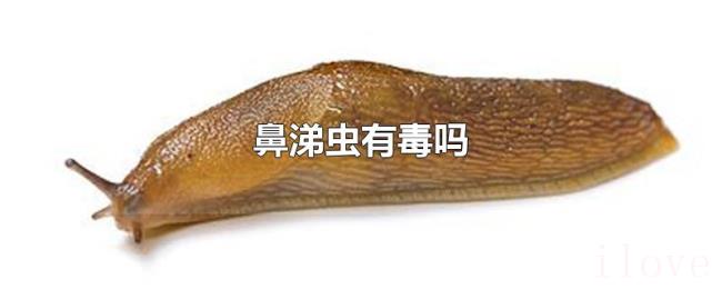 鼻涕虫有毒吗 鼻涕虫有毒吗