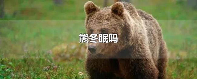熊冬眠吗 熊冬眠吗