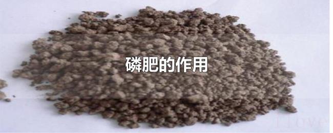 磷肥的作用 磷肥的作用