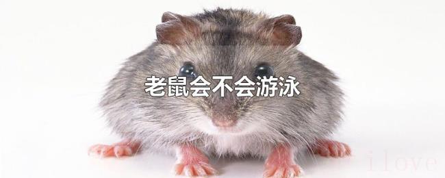 老鼠会不会游泳 老鼠会不会游泳