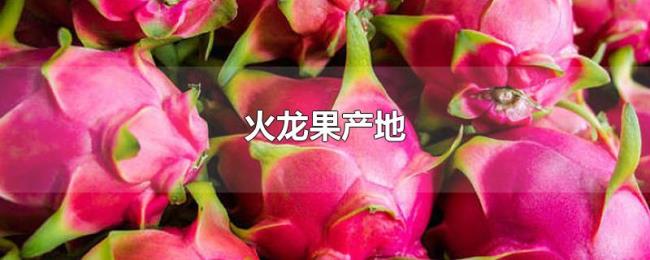 火龙果产地 火龙果产地