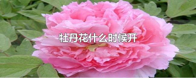 牡丹花什么时候开 牡丹花什么时候开