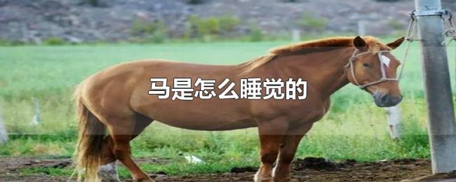 马是怎么睡觉的 马是怎么睡觉的