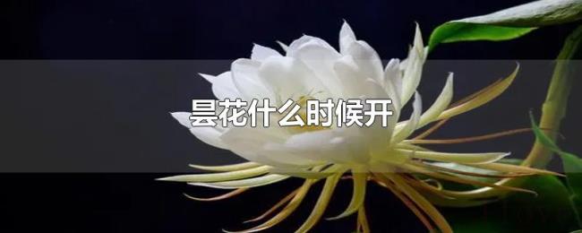 昙花什么时候开 昙花什么时候开