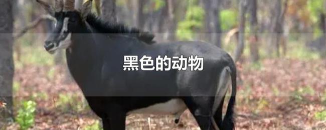 黑色的动物 黑色的动物