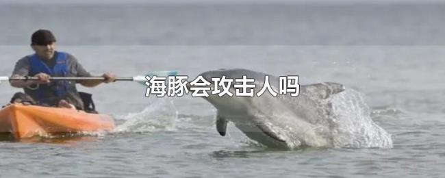 海豚会攻击人吗 海豚会攻击人吗