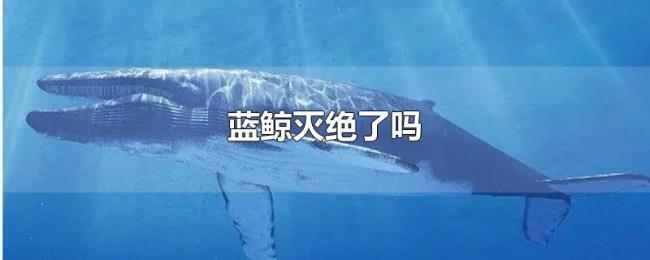 蓝鲸灭绝了吗 蓝鲸灭绝了吗