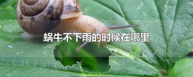 蜗牛不下雨的时候在哪里 蜗牛不下雨的时候在哪里