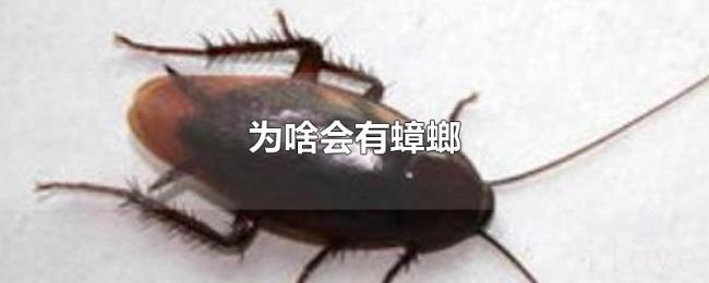 为啥会有蟑螂 为啥会有蟑螂